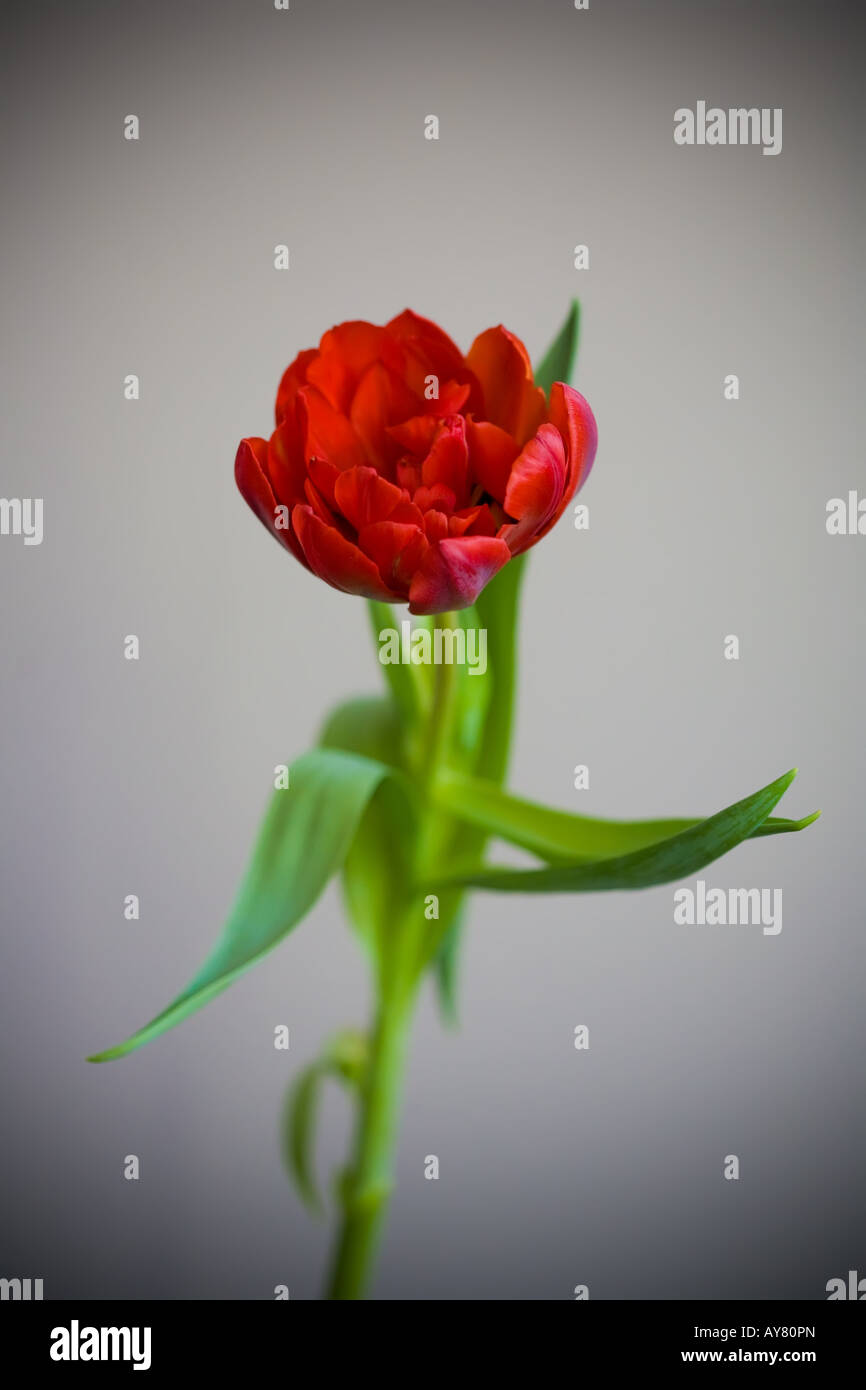 Une tulipe rouge photographié dans un studio Banque D'Images
