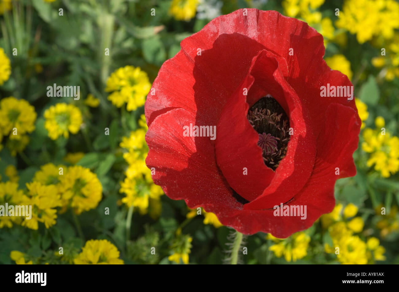 Coquelicot dans un champ de fleurs jaunes Banque D'Images