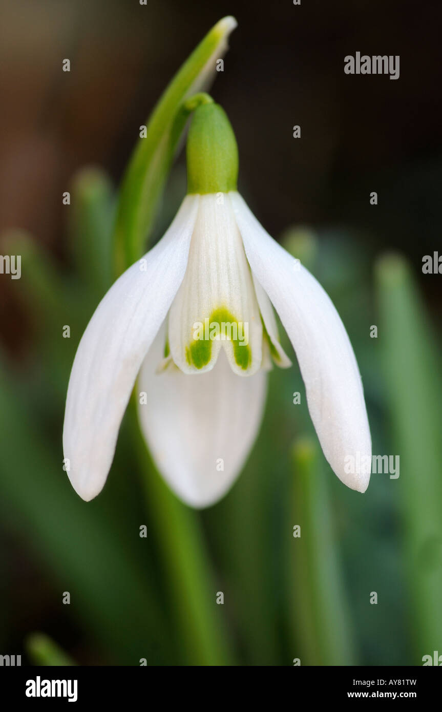 Snowdrop commun, Galanthus rivalis, Suisse Banque D'Images