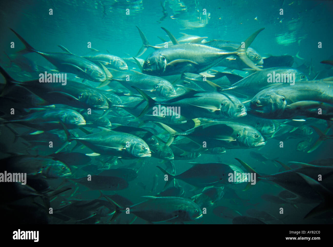 Poisson Jack Crevalle Caranx hippos Christal river Florida USA Banque D'Images