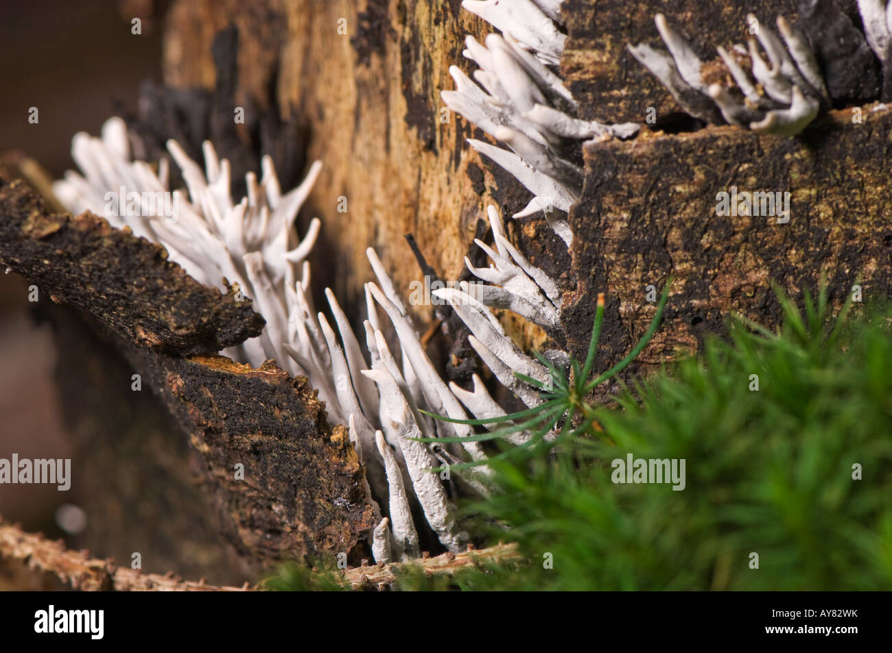 Corne de cerf, Bougie-champignon à priser (Xylaria hypoxylon) Banque D'Images