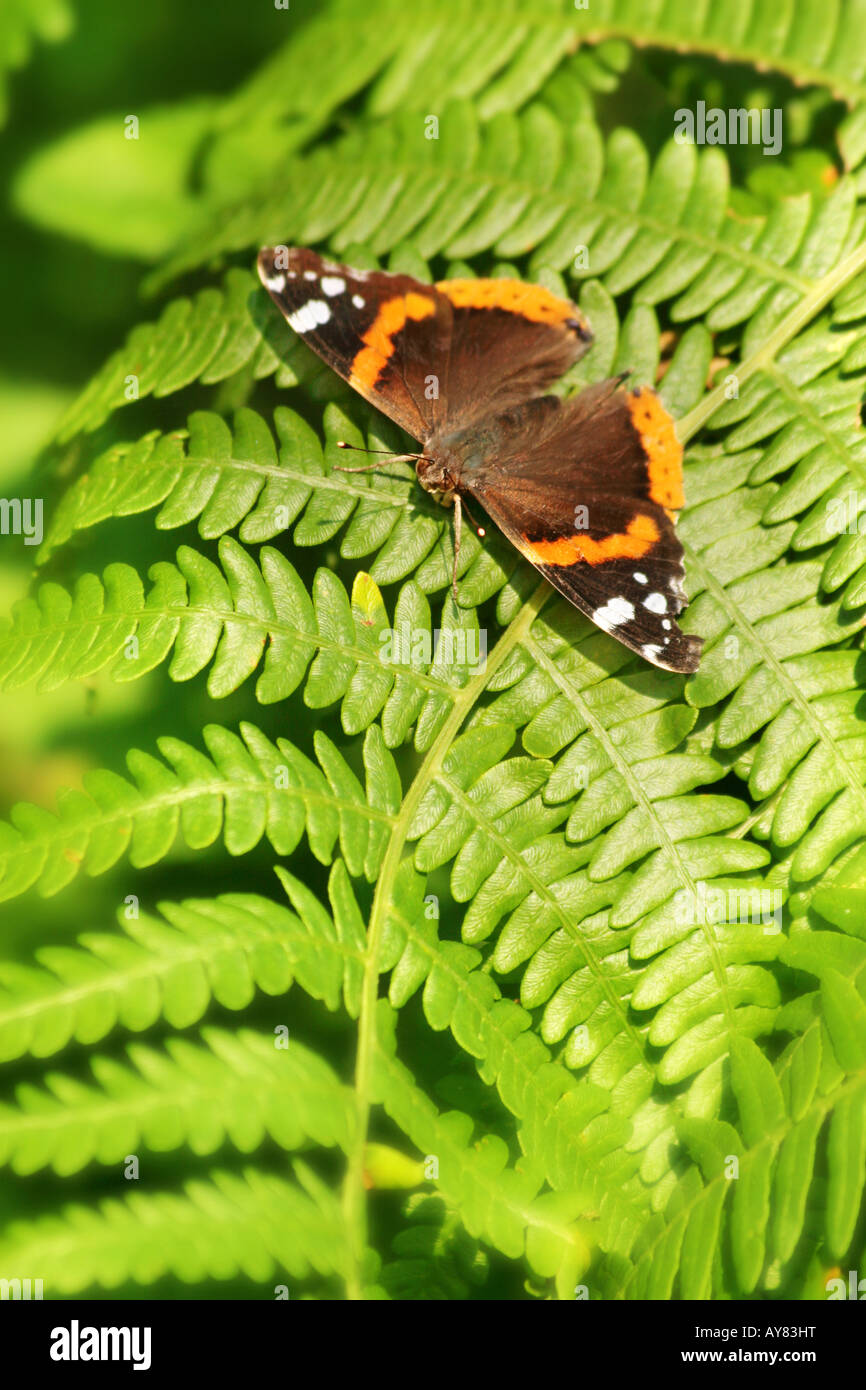 Papillon amiral rouge Banque D'Images