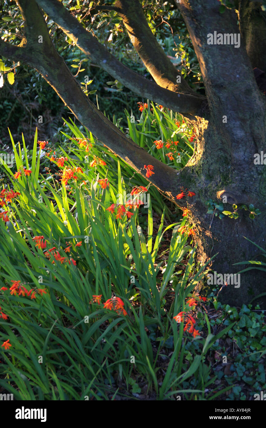 jardin Banque D'Images
