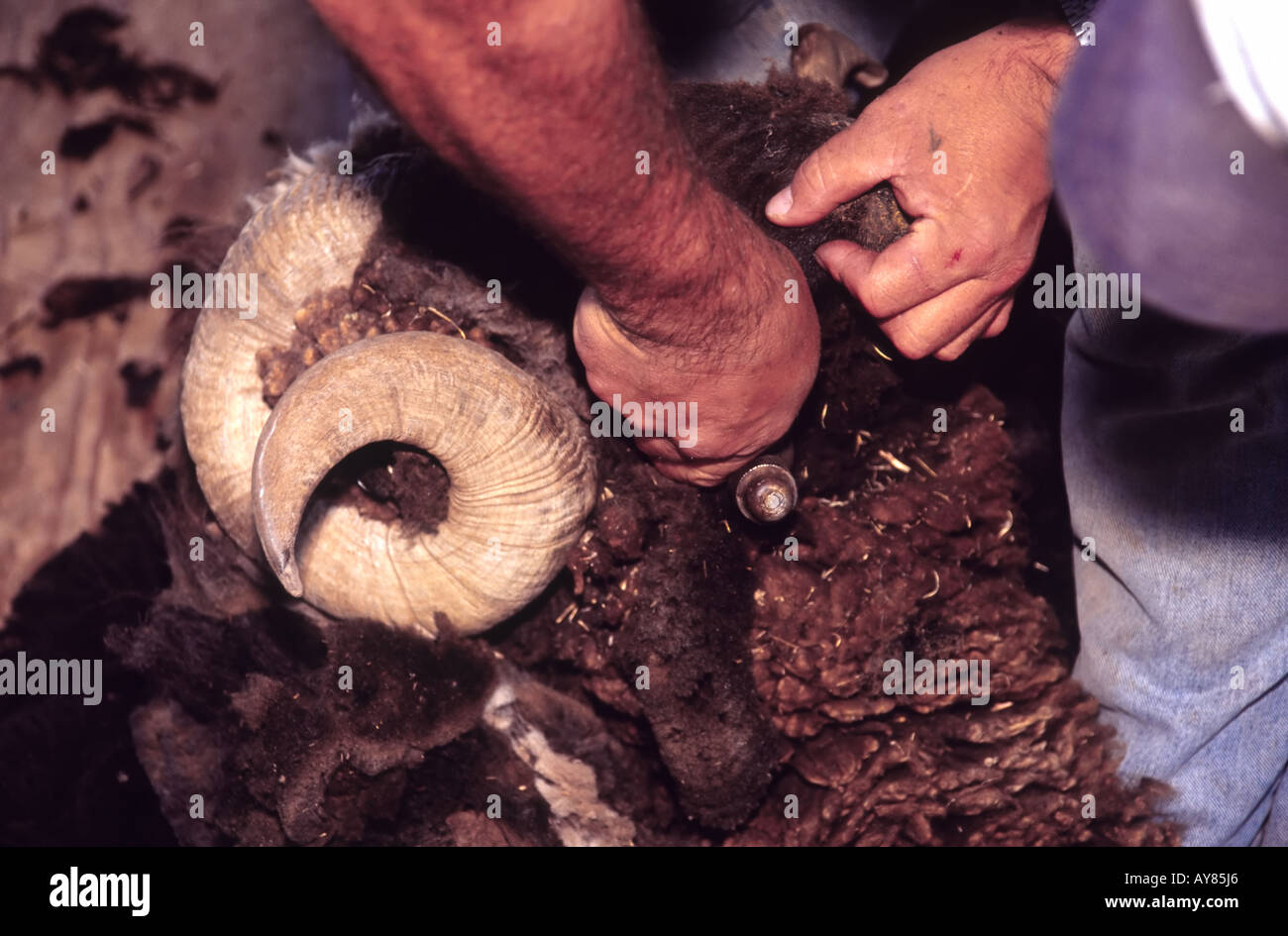 Une démonstration de la tonte des moutons, avec la laine noire, se tient à l'Fest en fibre annuel Lincoln, Nouveau Mexique. Banque D'Images