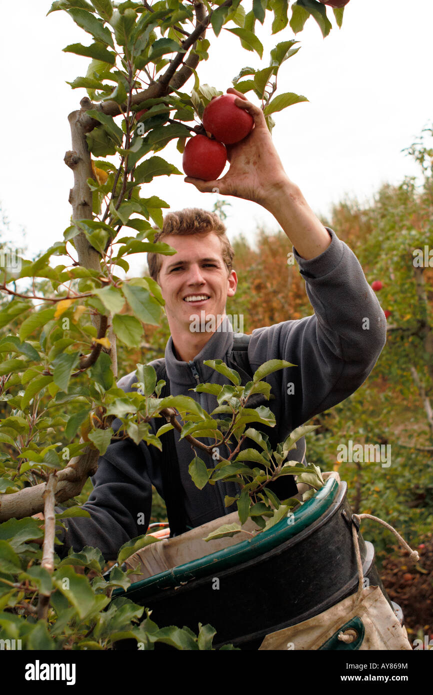 Jeune homme ramasser les pommes pink lady, Victoria, Australie Banque D'Images
