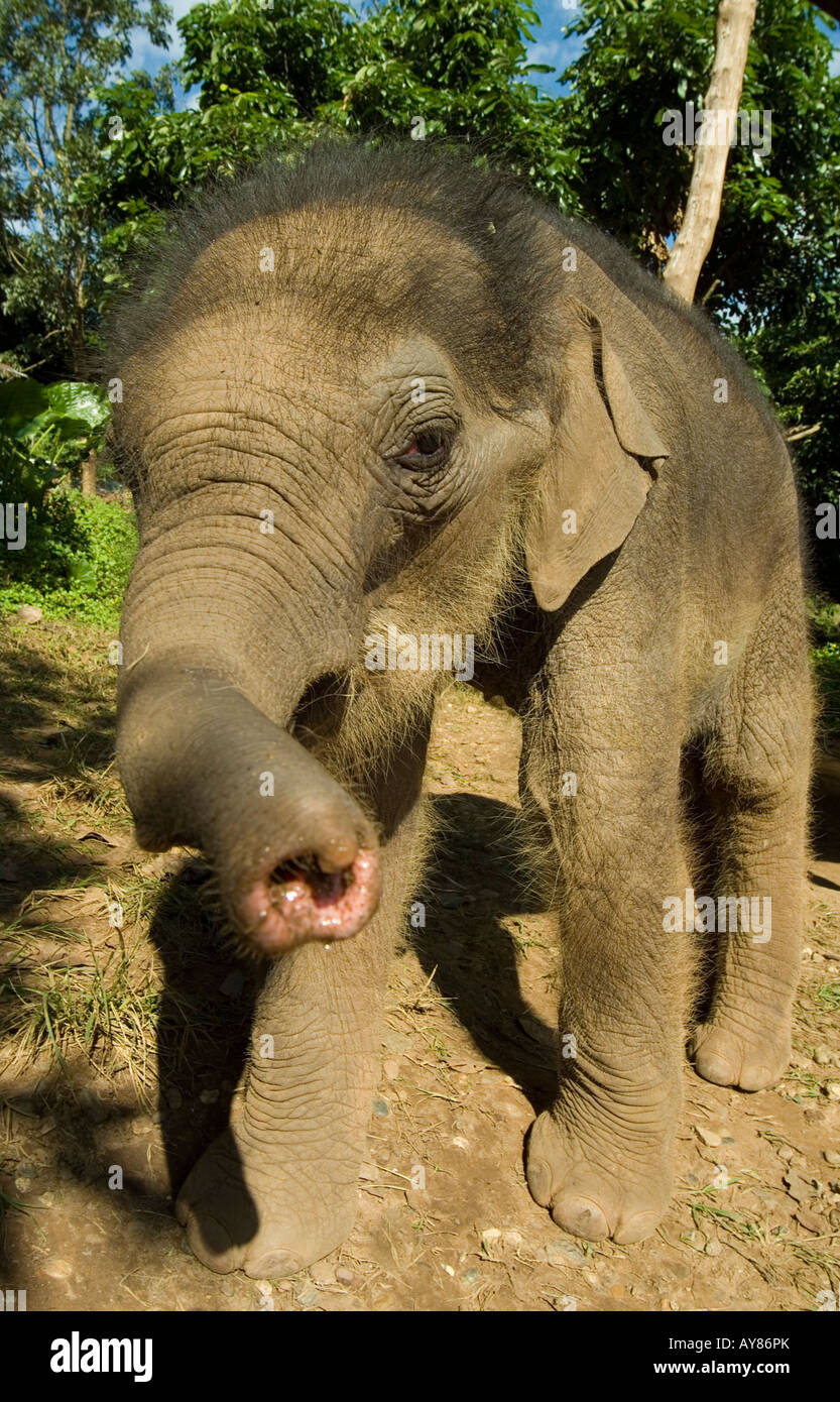 Bebe Poilu De L Elephant D Asie Photo Stock Alamy