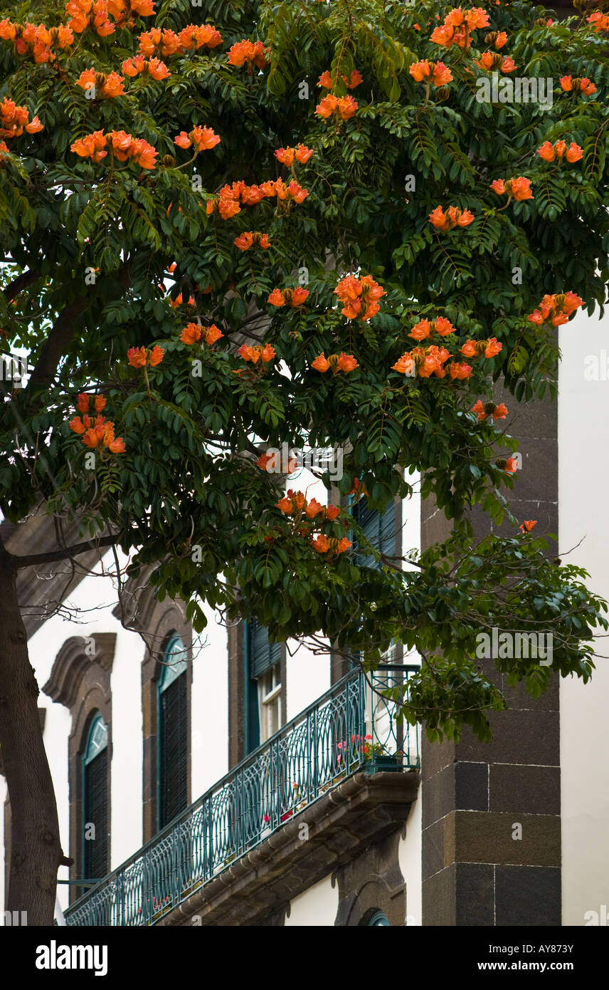 African Tulip Tree, Funchal, Madère Banque D'Images