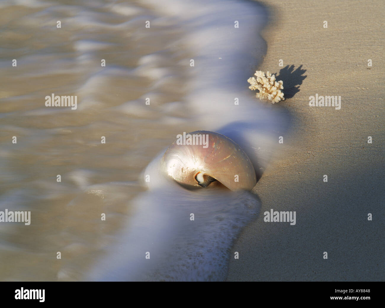 Coquille de nautile et morceau de corail voyageant par les vagues le long de la côte de sable Banque D'Images