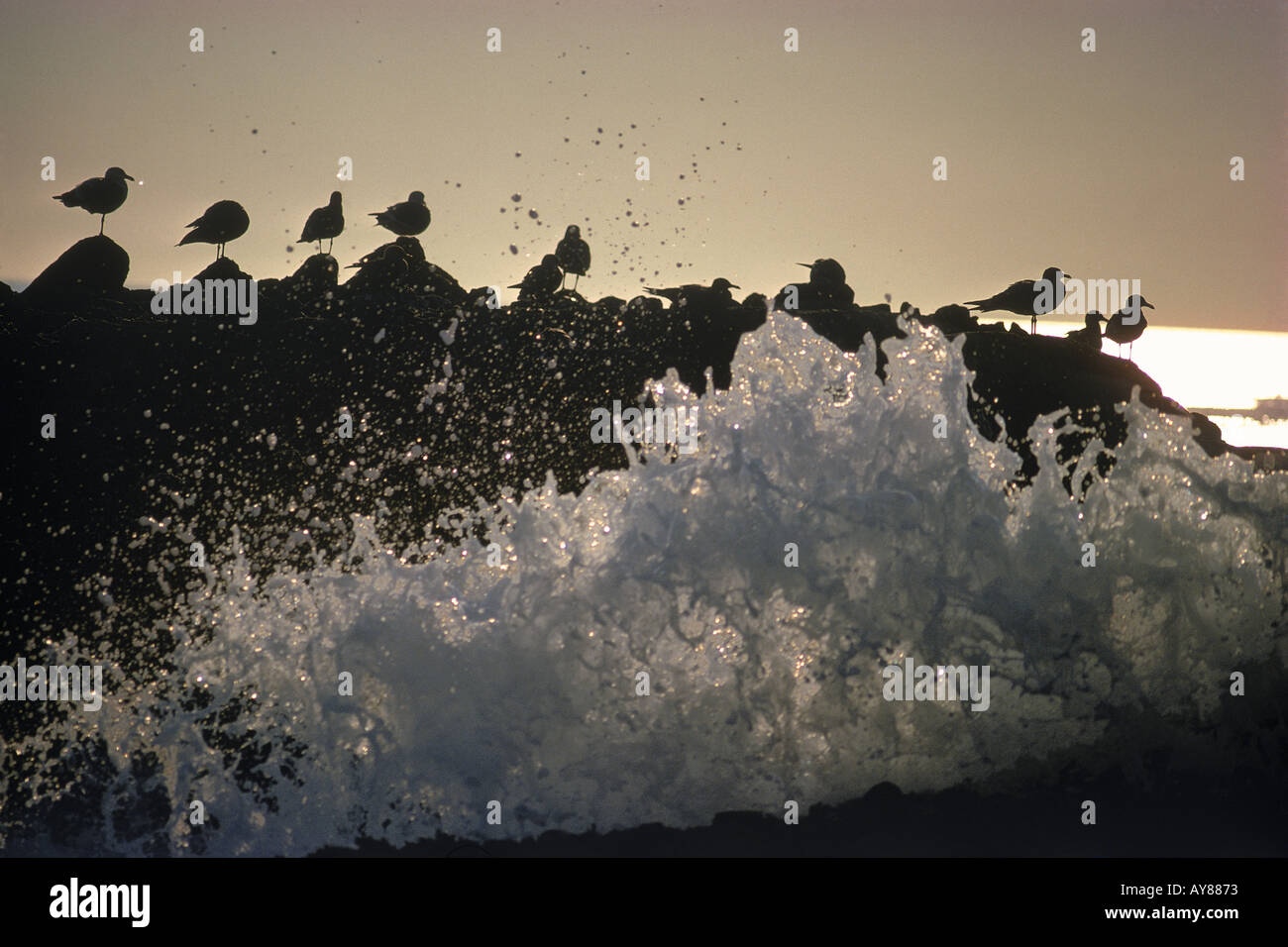 Mouettes assis sur le rocher au-dessus de vagues déferlantes Banque D'Images