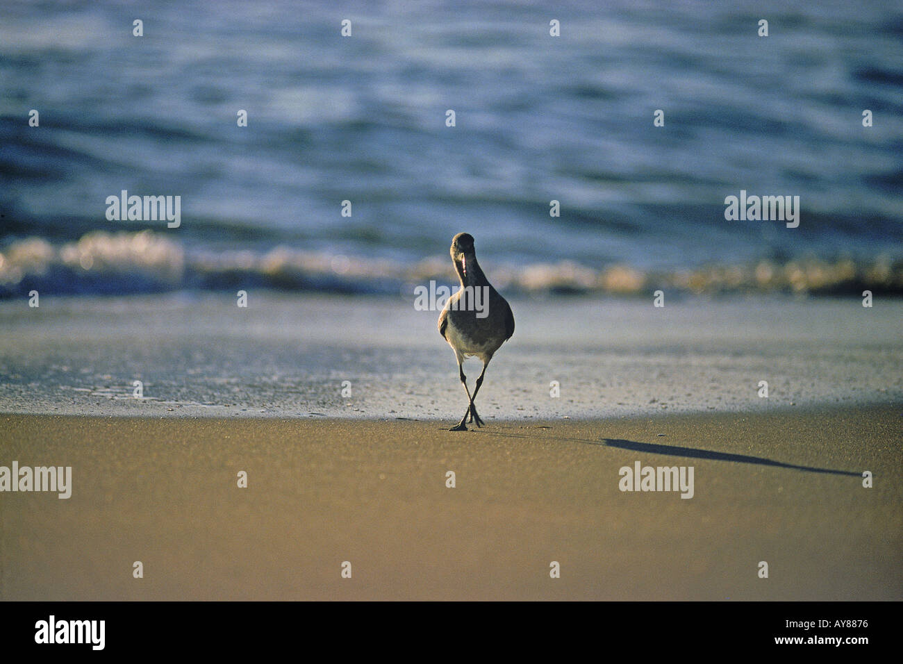 Sandpiper Calidris sp marcher comme marin ivre sur California coast Banque D'Images