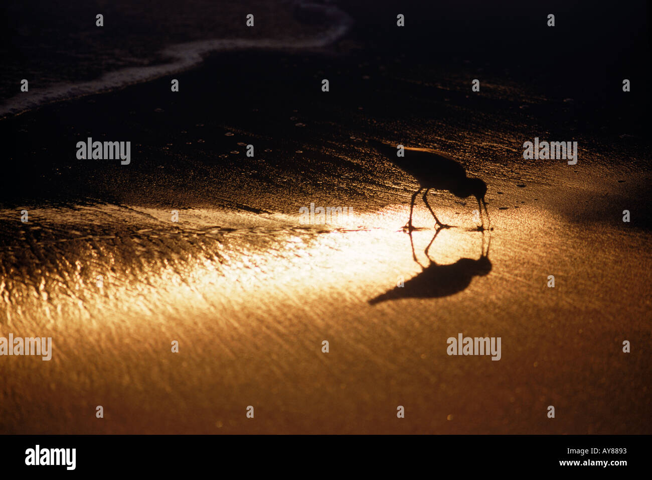 Sandpiper Calidris sp rive sablonneuse d'approfondissement au coucher du soleil sur la côte de Californie Banque D'Images