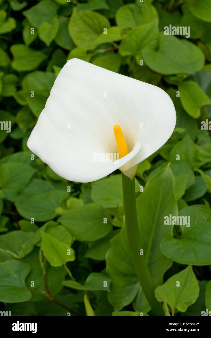 La floraison d'une fleur blanche avec sa tige jaune montre la beauté du  printemps Photo Stock - Alamy