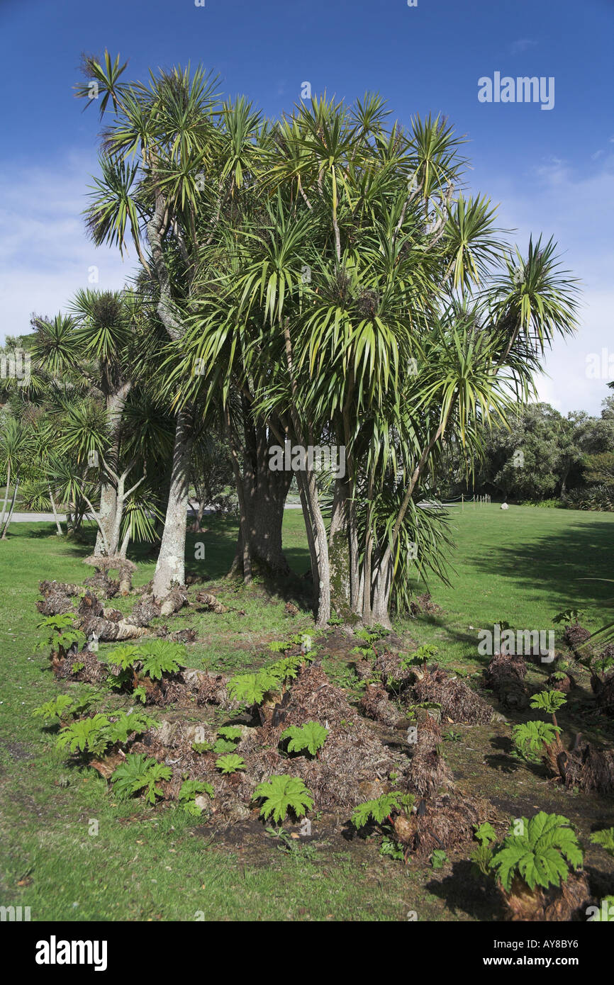 Sous l'abbaye de Tresco Jardin tropical palm tree touffe Scillies Island  Îles Scilly Cornwall Cornish personne n'gunnera Photo Stock - Alamy