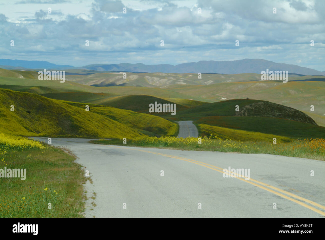 Sur la route de Carrizo Plains au printemps - fleurs sauvages Banque D'Images