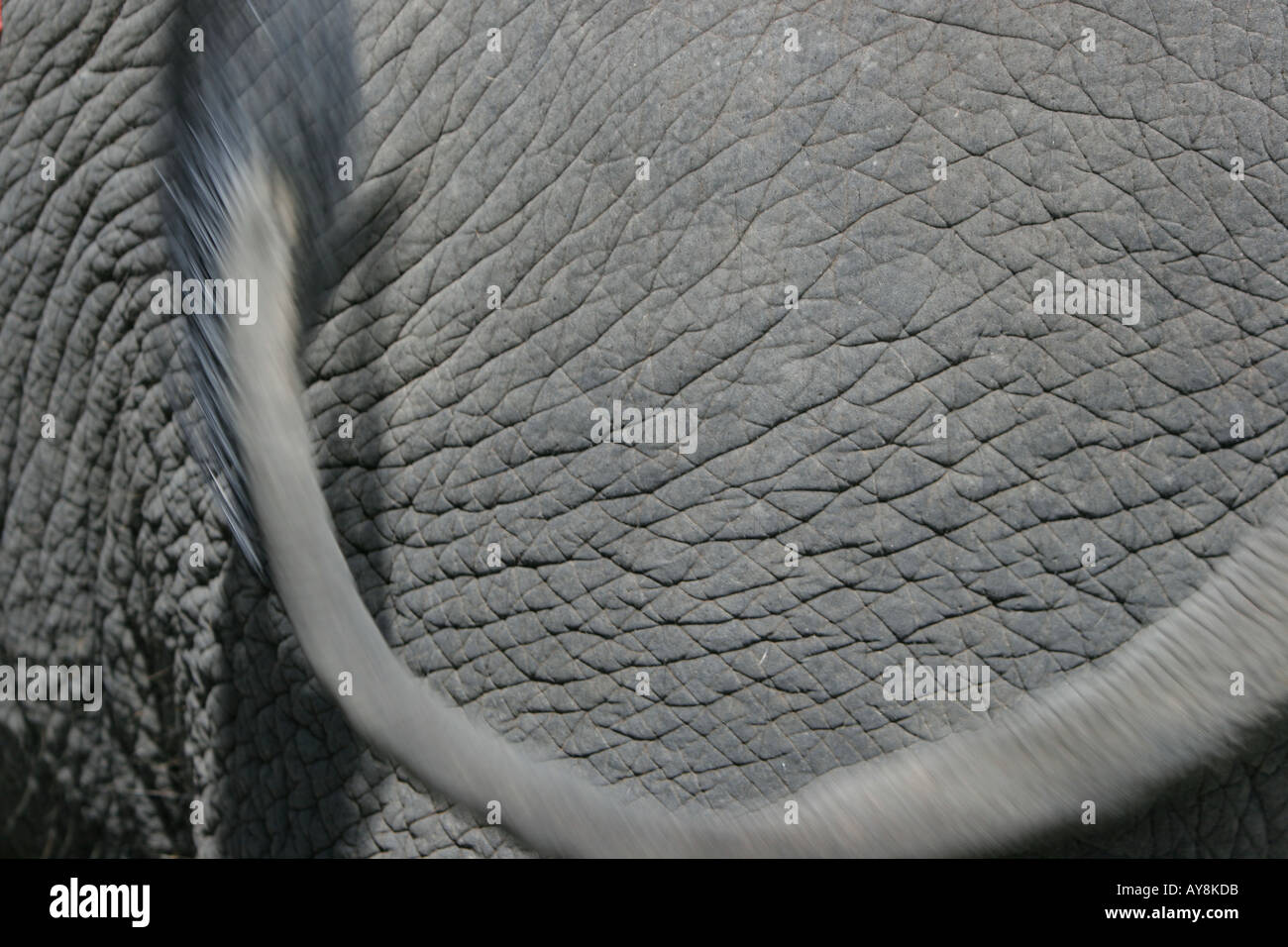 Elephant hide close up Ayutthaya Thaïlande Banque D'Images