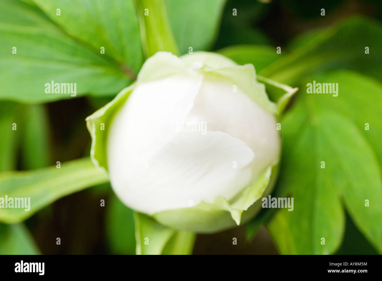 Bourgeons de pivoine blanche Banque D'Images