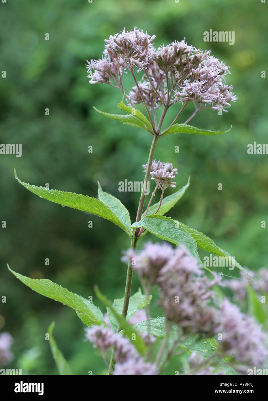 Joe Pye weed, Eupatorium purpureum, en fleurs Banque D'Images