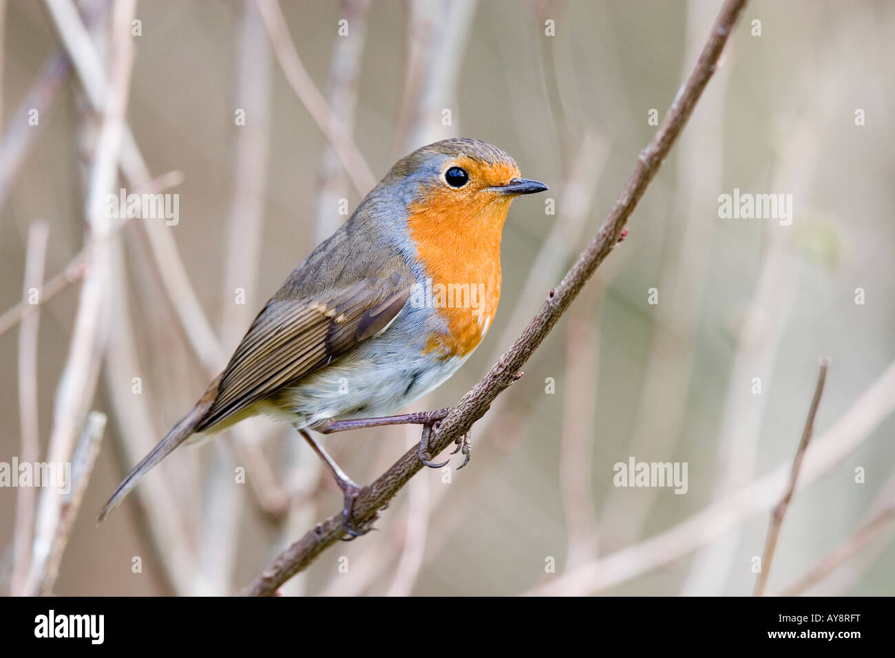 Robin au pays de Galles Banque D'Images