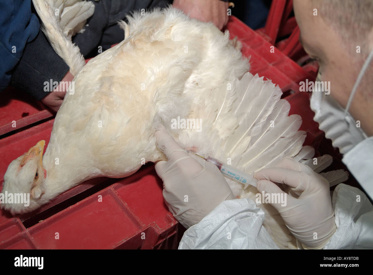 Ministère de l'Agriculture Vétérinaire prélevant un échantillon de sang de poulet Cobb pour tester pour le virus H5N1 de la grippe aviaire Banque D'Images
