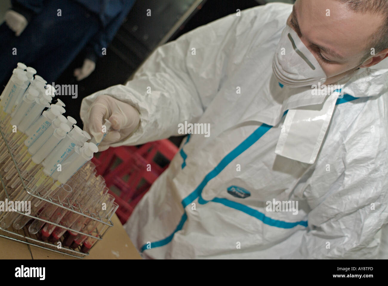Vet mettre des échantillons de sang de volaille dans les tubes à essai à être projeté pour le H5N1 de la grippe aviaire Banque D'Images