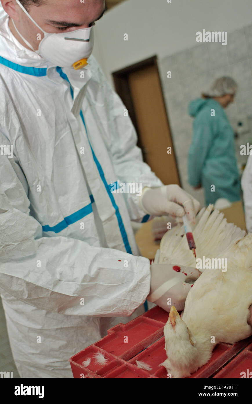 Ministère de l'Agriculture Vétérinaire en prenant un échantillon de sang d'un poulet de Cobb pour tester pour le virus H5N1 de la grippe aviaire Banque D'Images