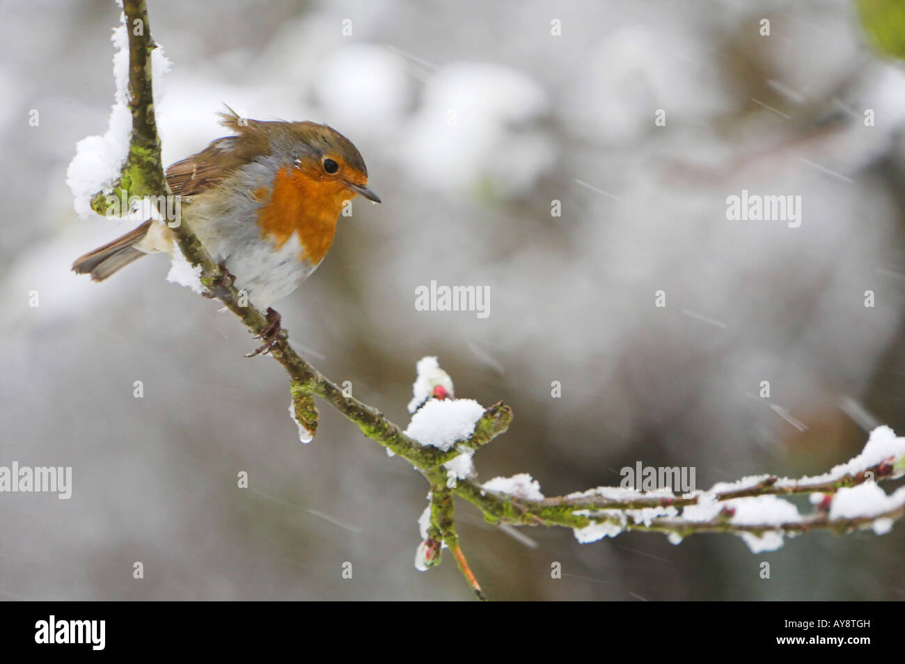 Robin perching on branch in snow Banque D'Images
