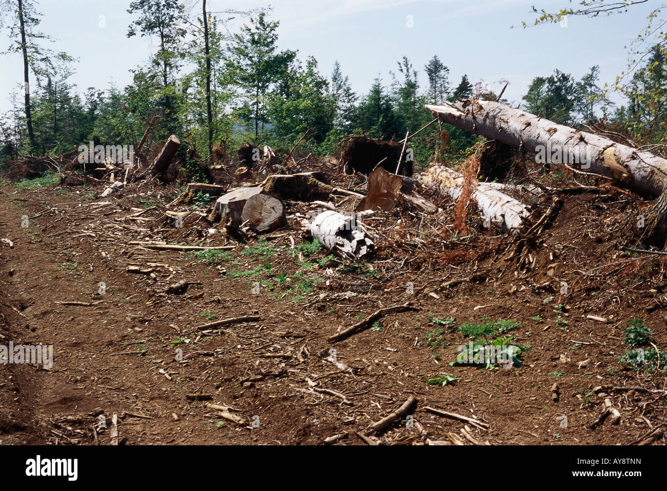 Forêt claire Banque D'Images