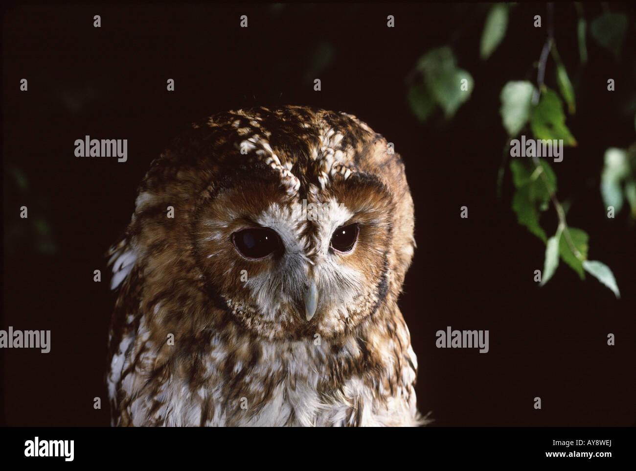 Tawney Owl Strix Aluco enr ( repos ) Banque D'Images