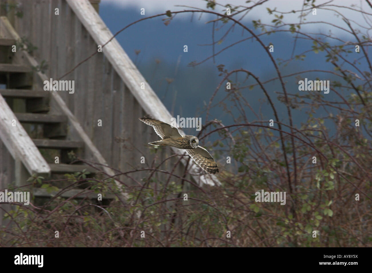 Hibou des marais Asio flammeus en vol à basse altitude de chasser une proie à l'estuaire de la rivière Nanaimo Vancouver Island BC Canada Banque D'Images