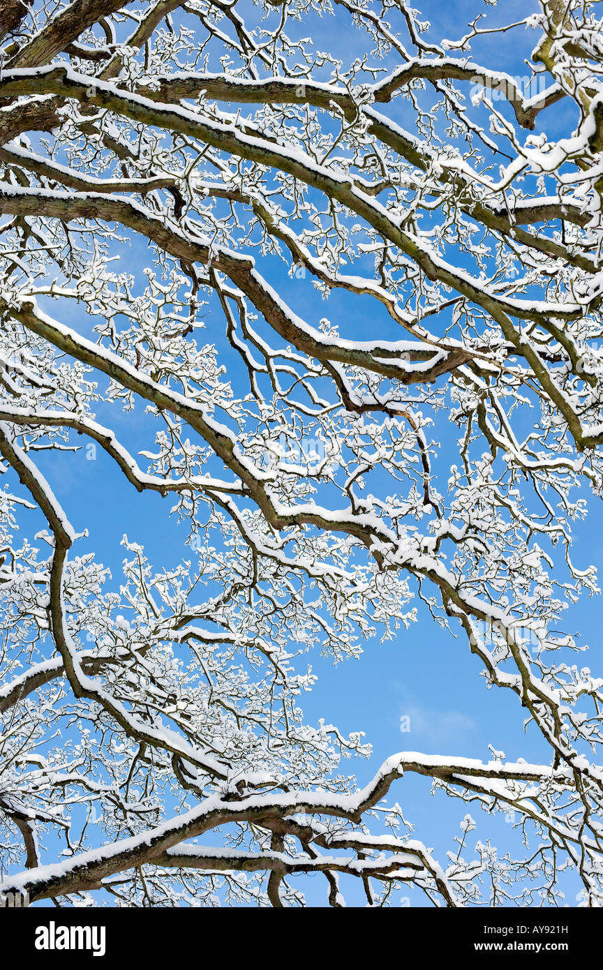 La neige a couvert Oak tree against a blue sky. Oxfordshire, Angleterre Banque D'Images