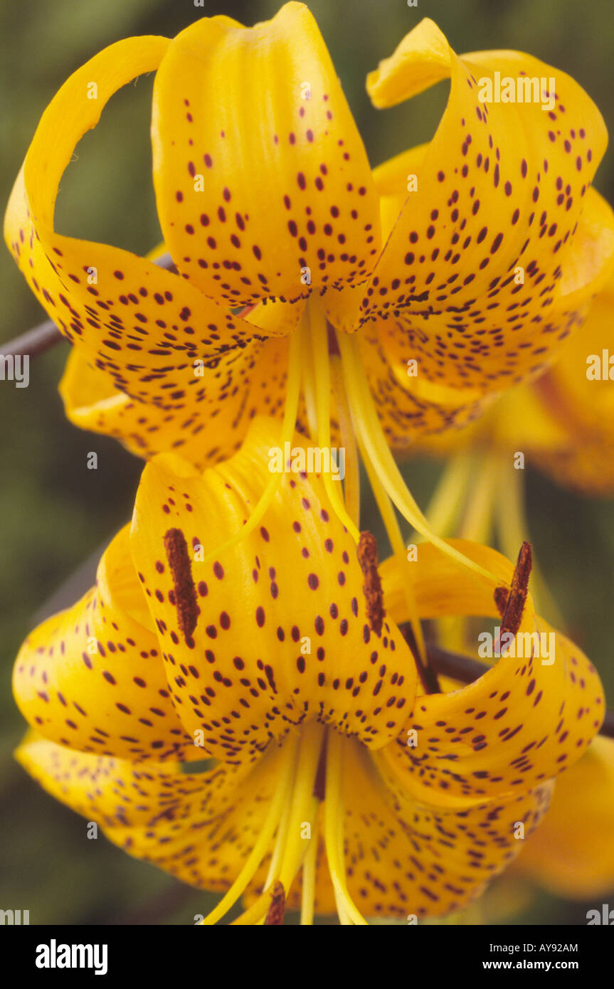 Lilium Groupe citronnelle (Lily) Division Ic hybride asiatique Banque D'Images