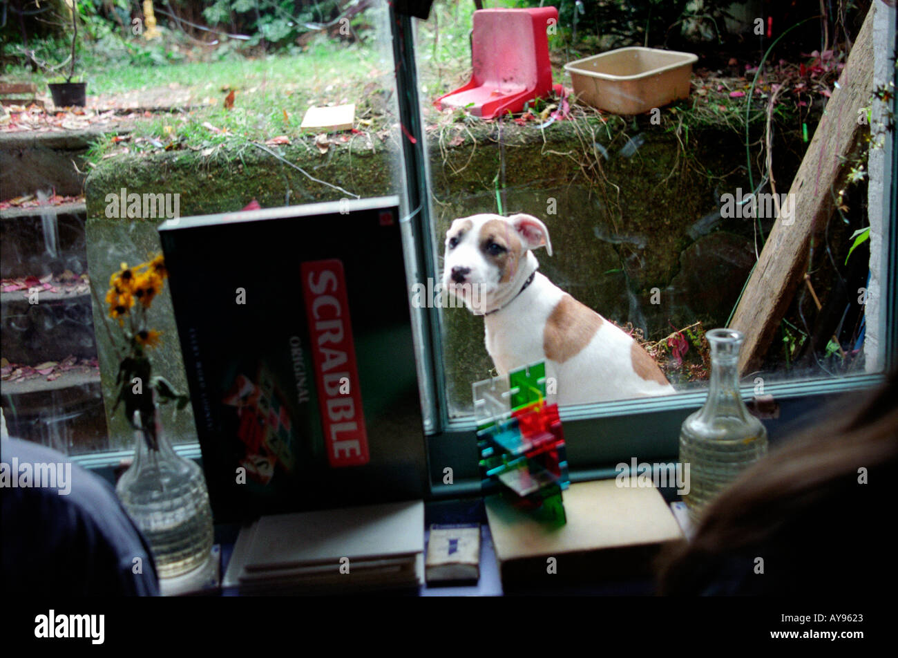 Chien assis à l'extérieur fenêtre à St Agnes Lieu squat dans le sud de Londres. Banque D'Images Chien assis à l'extérieur fenêtre à St Agnes Lieu squat dans le sud de Londres. Banque D'Images