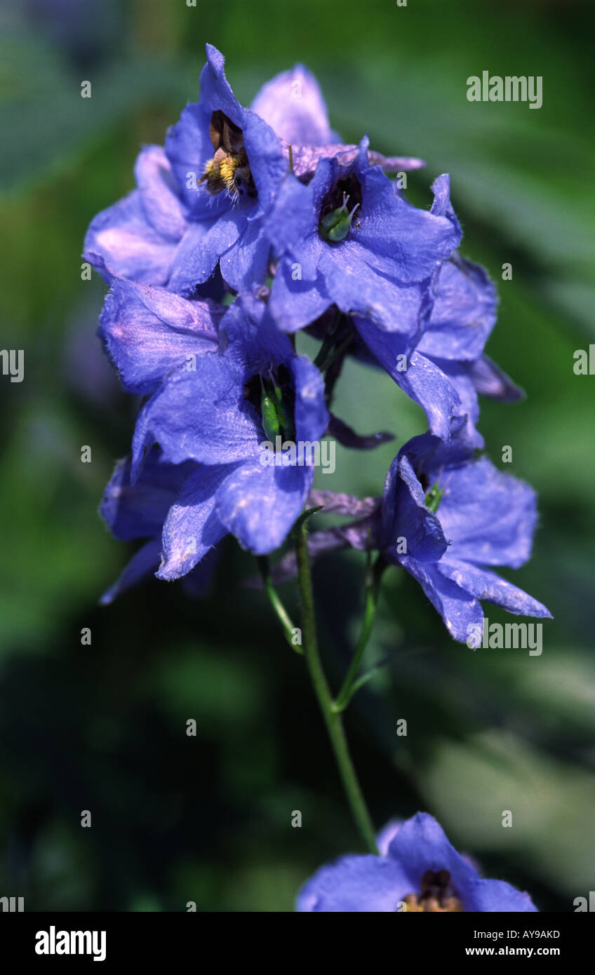 Delphinium fleur avec pétales bleu violet de la tête Banque D'Images