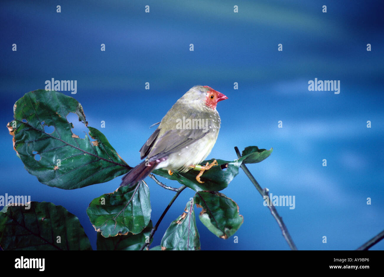Neochmia ruficauda Star Finch captif perché Banque D'Images