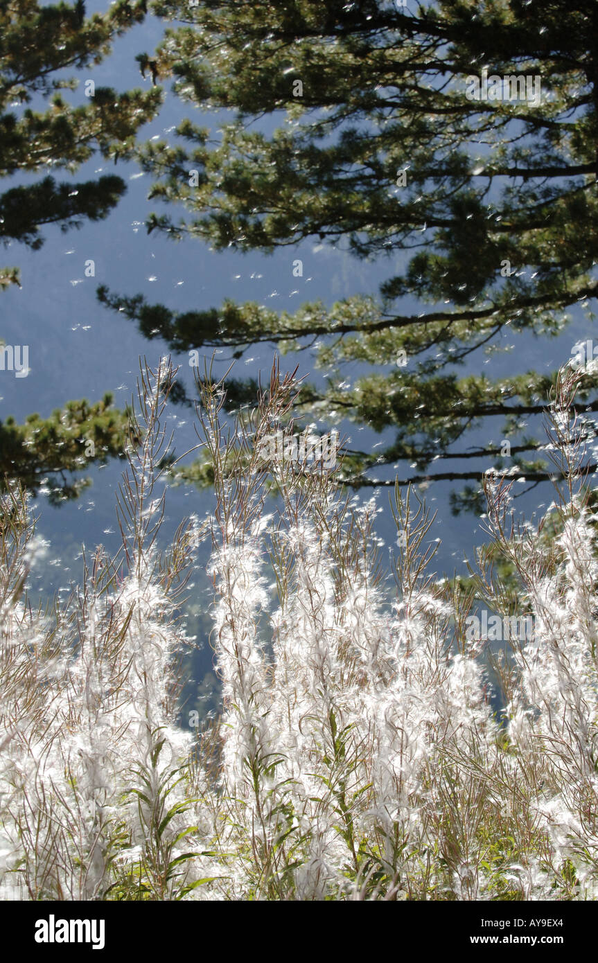 Parc national de Pirin, incendie, lutte contre les mauvaises herbes la diffusion du vent Banque D'Images