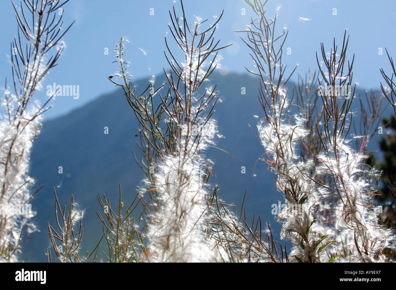 Parc national de Pirin, incendie, lutte contre les mauvaises herbes la diffusion du vent Banque D'Images