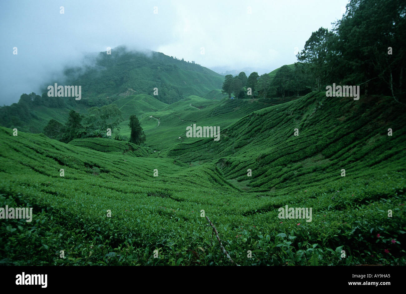 Dans Teeplantage den Cameron Highlands Malaysien Banque D'Images