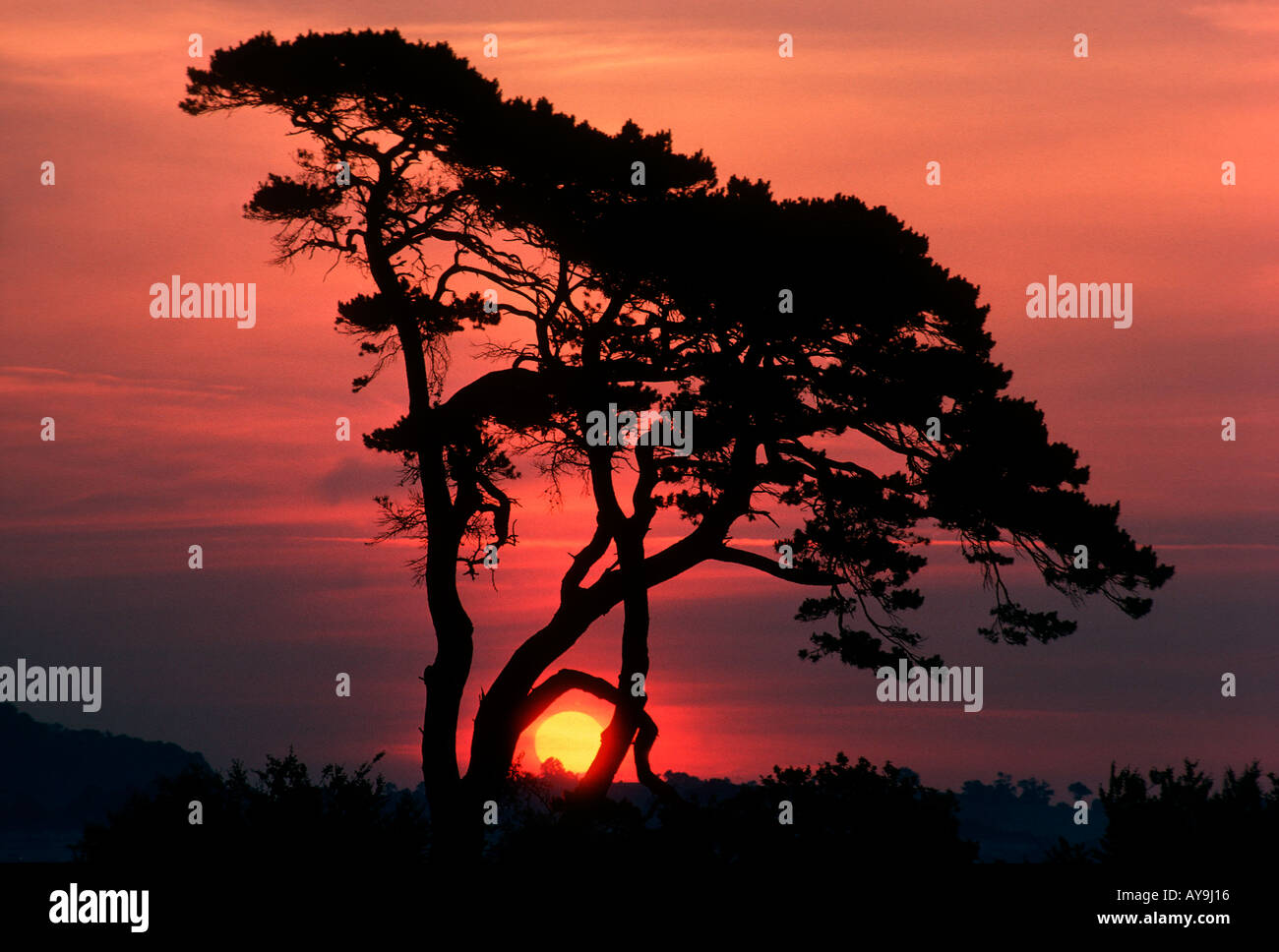 Lever du soleil d'été derrière un pin à Torquay Devon UK Banque D'Images