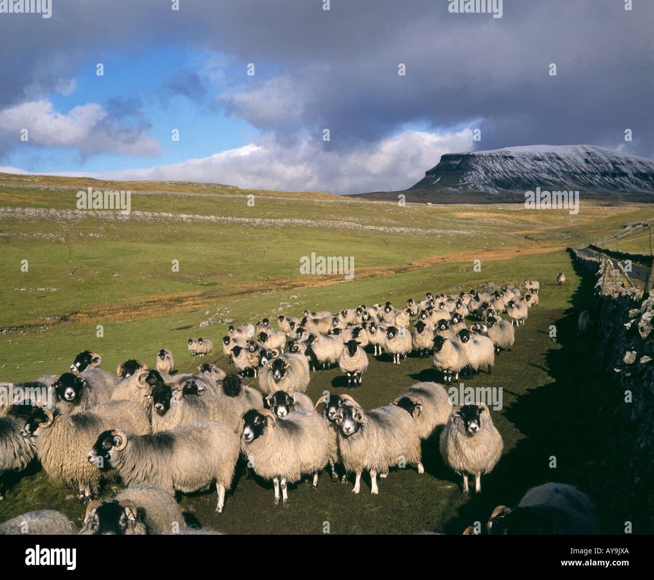 Troupeau de moutons de race swaledale abritant ci-dessous pen-y-Ghent est tombé dans l'hiver du yorkshire uk Banque D'Images