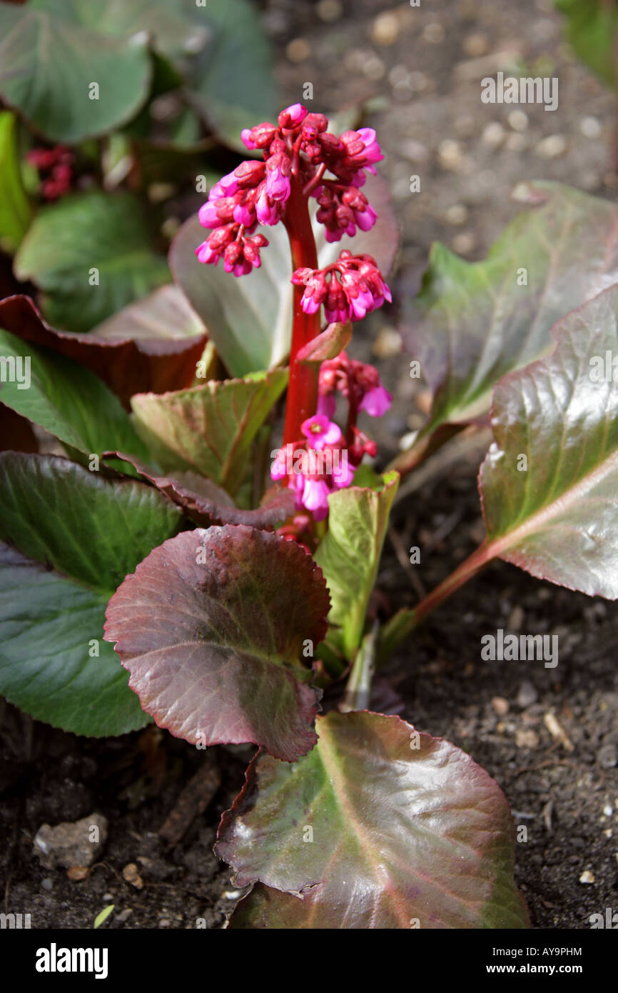 Aka Pigsqueak Parthenocissus Parthenocissus tricuspidata Bressingham Ruby Saxifragaceae Banque D'Images