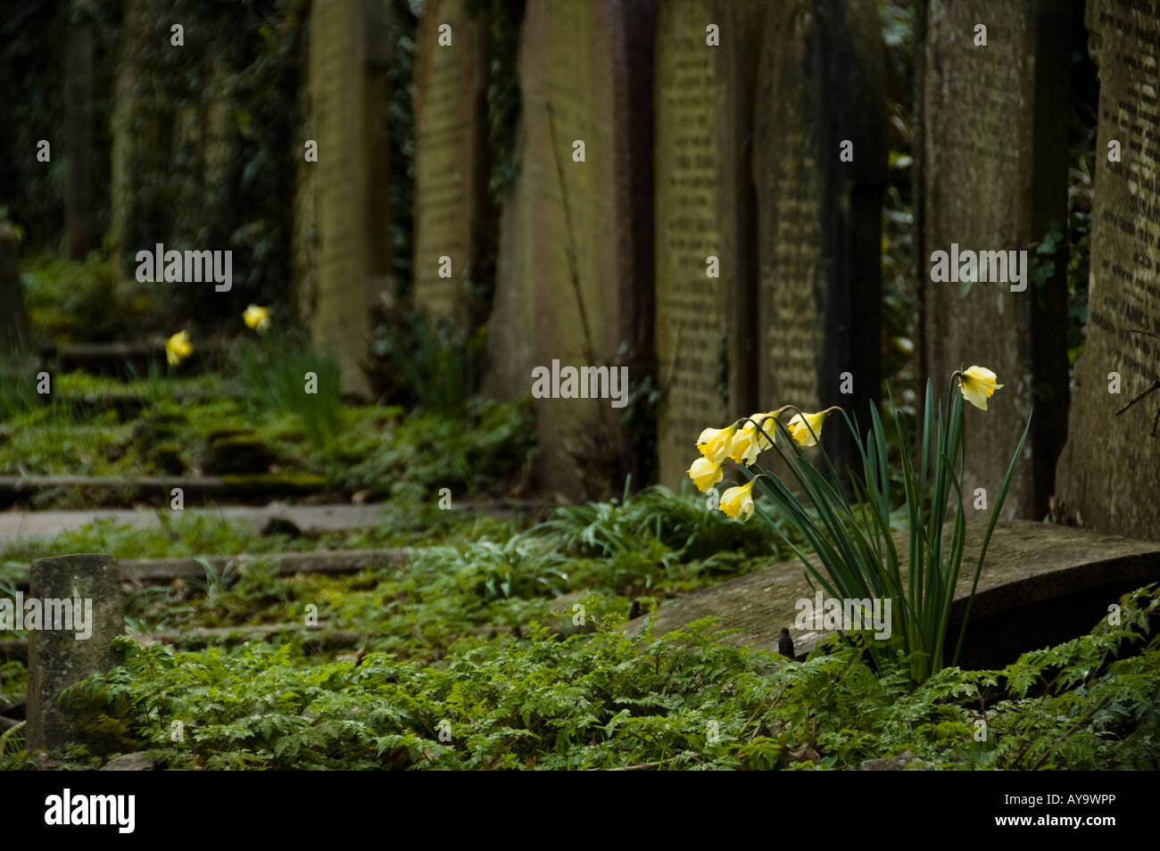 Le Cimetière de Highgate à Londres, Royaume-Uni Banque D'Images