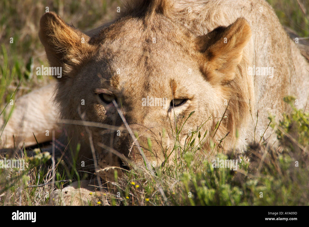 Un grand lion femelle pour observer la situation de la photographie dans le Shamwari Game Reserve Afrique du Sud Banque D'Images