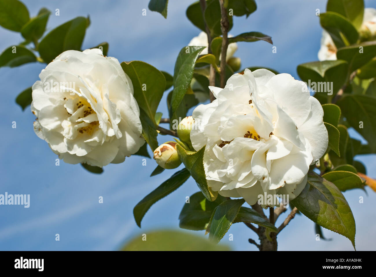 Fleur de camélia blanc en avril UK Banque D'Images