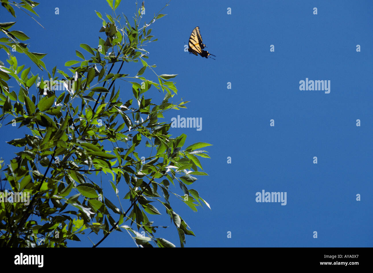 Un grand papillon jaune s'agite au-dessus des arbres contre un ciel bleu et encadré par le feuillage dans l'avant-plan. Banque D'Images