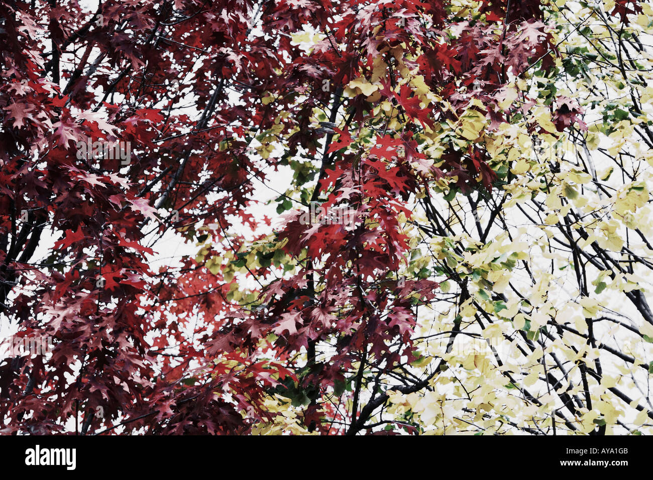 Les arbres aux couleurs automnales du Parc Central de Manhattan New York Banque D'Images