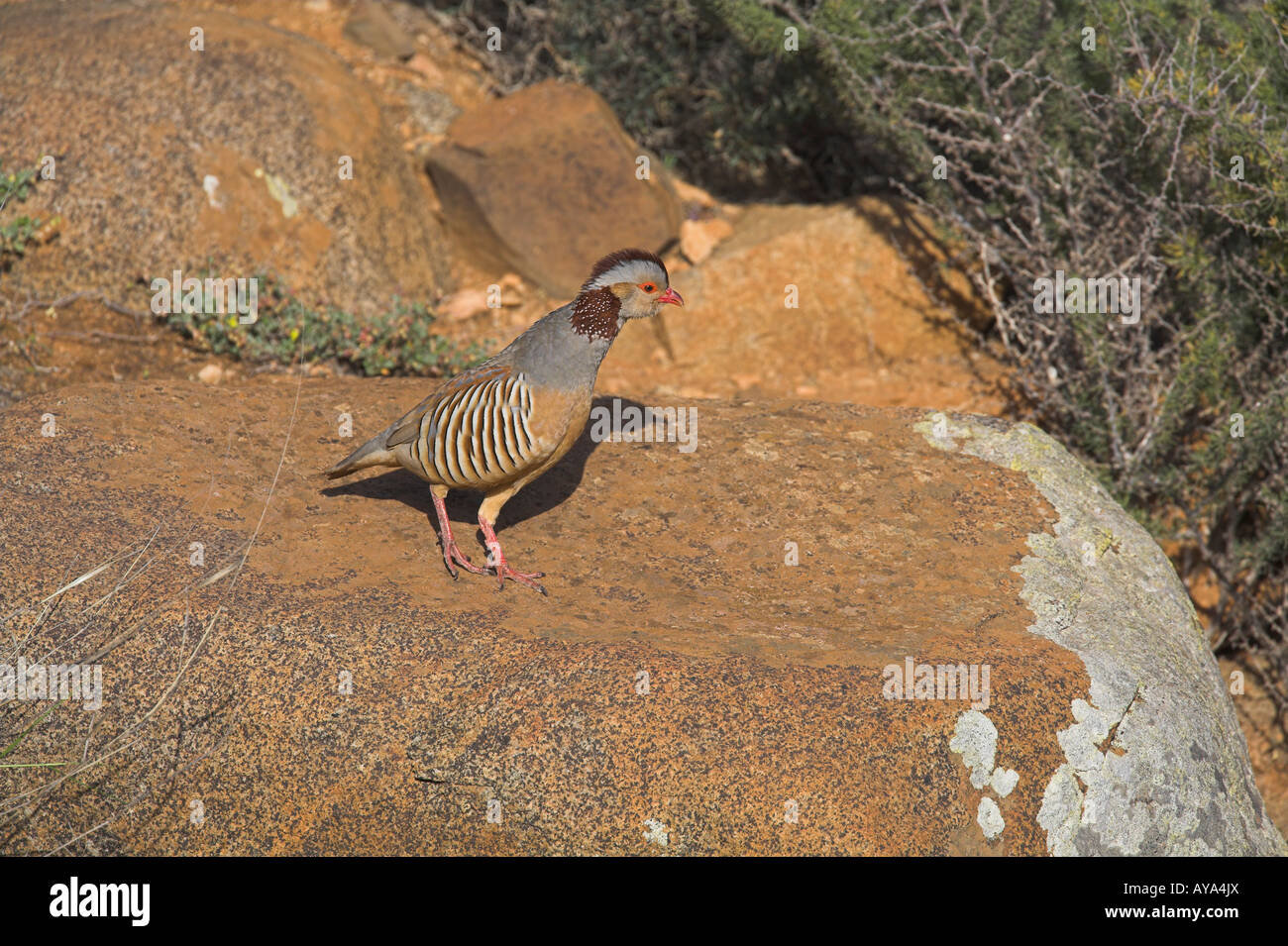 Barbary Partridge Alectoris barbara Banque D'Images