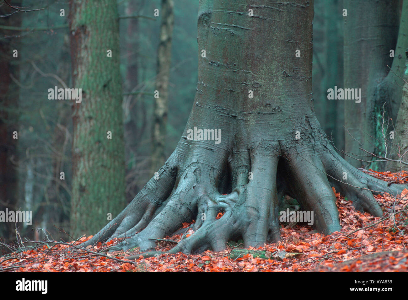 Tronc et racines de hêtre Fagus sylvatica Allemagne Rotbuche Stamm und