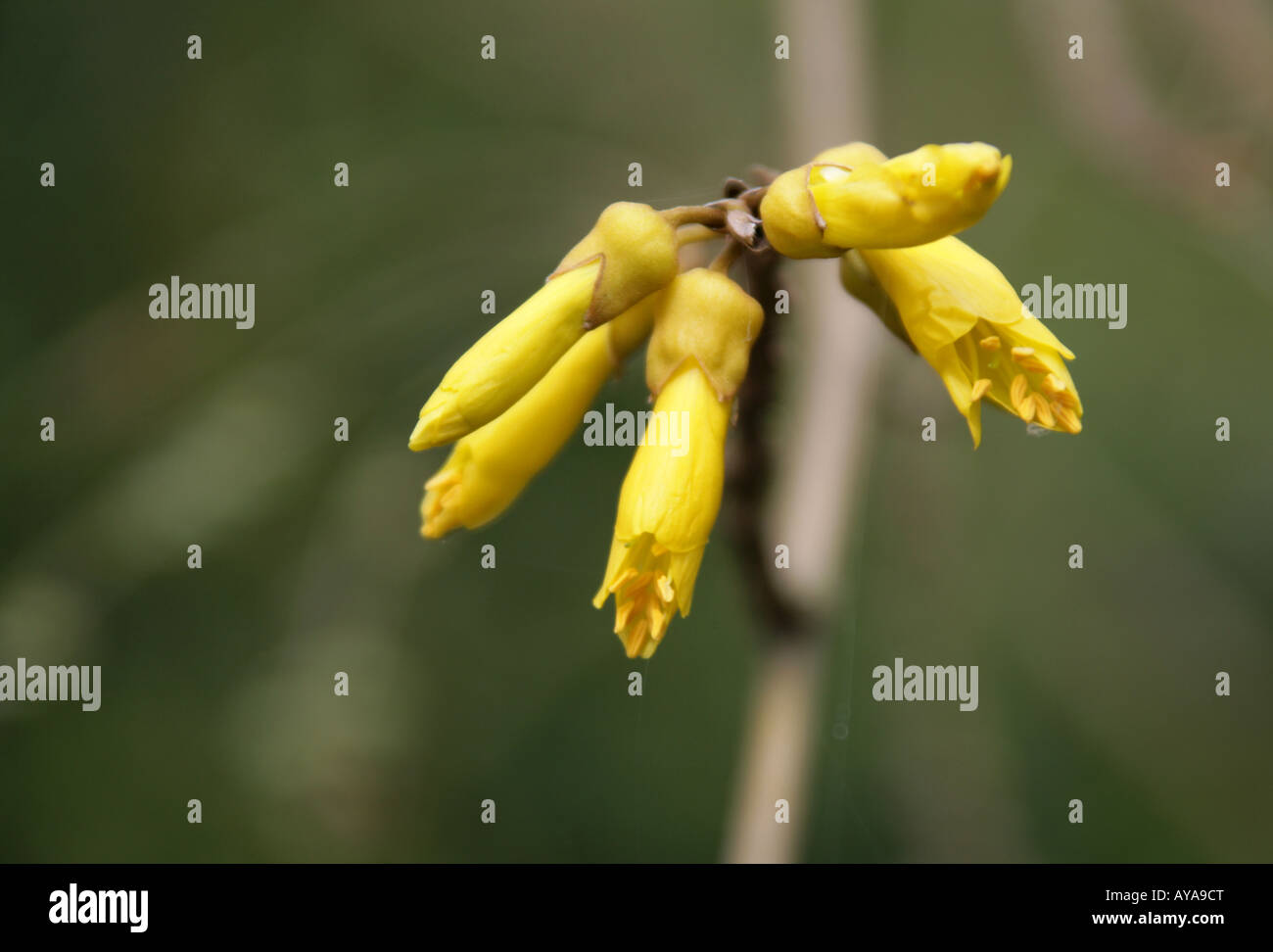 Fleurs Kowhai Sophora microphylla originaire de Nouvelle-Zélande Banque D'Images