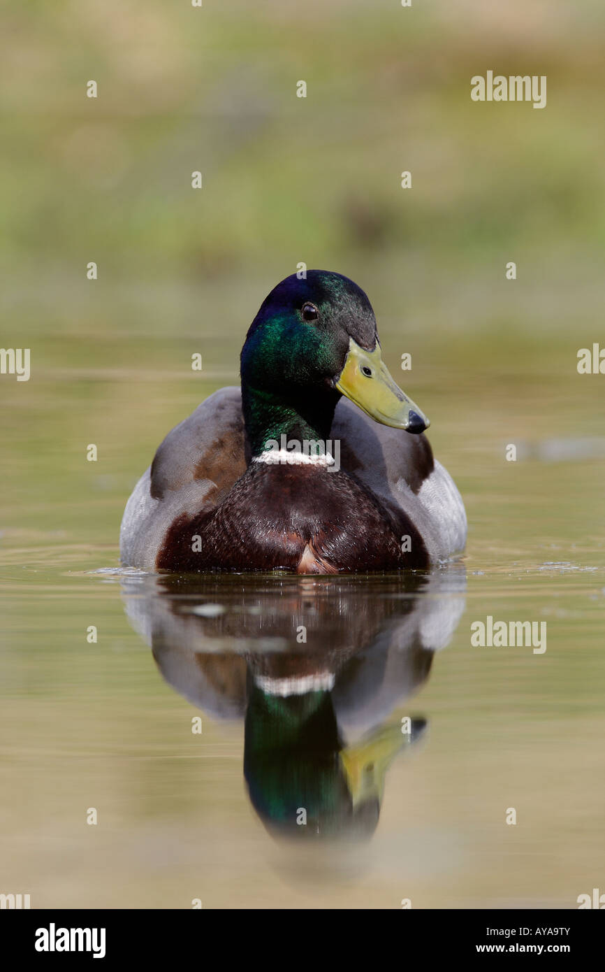 Canard colvert Anas platyrhynchos Drake sur l'étang de natation avec la réflexion dans l'eau Potton Bedfordshire Banque D'Images