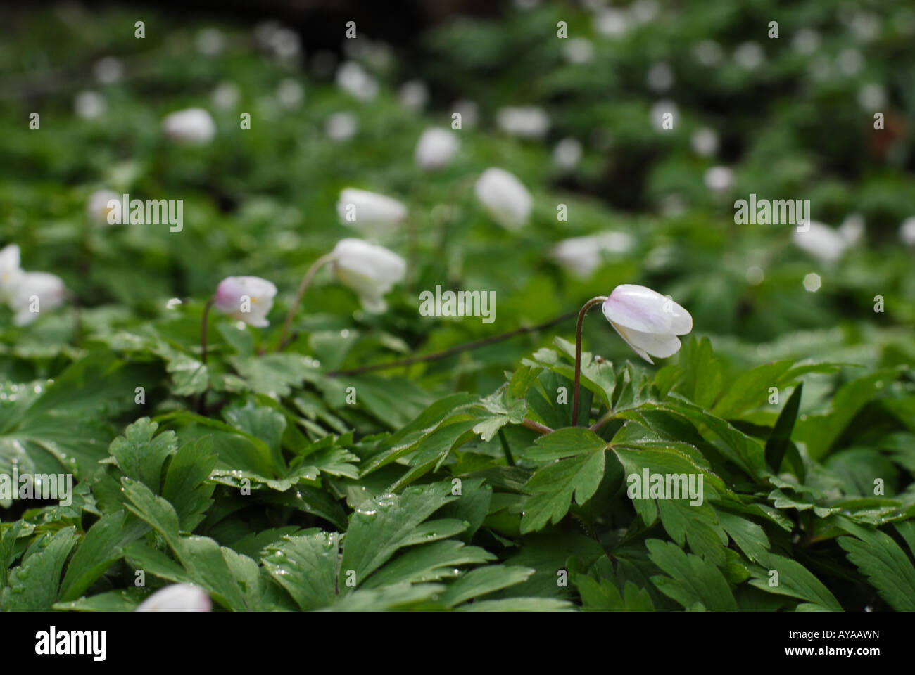 Anémone des bois (Anemone nemorosa) plante printemps forestiers. Banque D'Images
